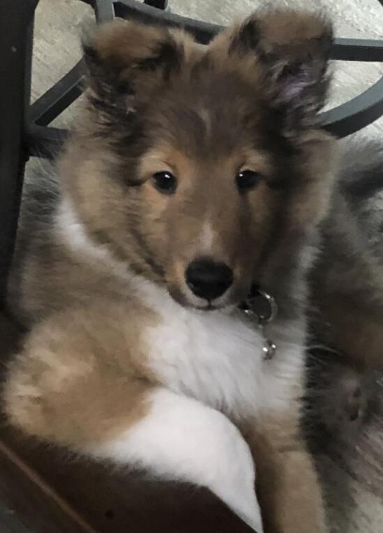 Town of Shalimar, Shalimar Trick or Treat Map and Everything You