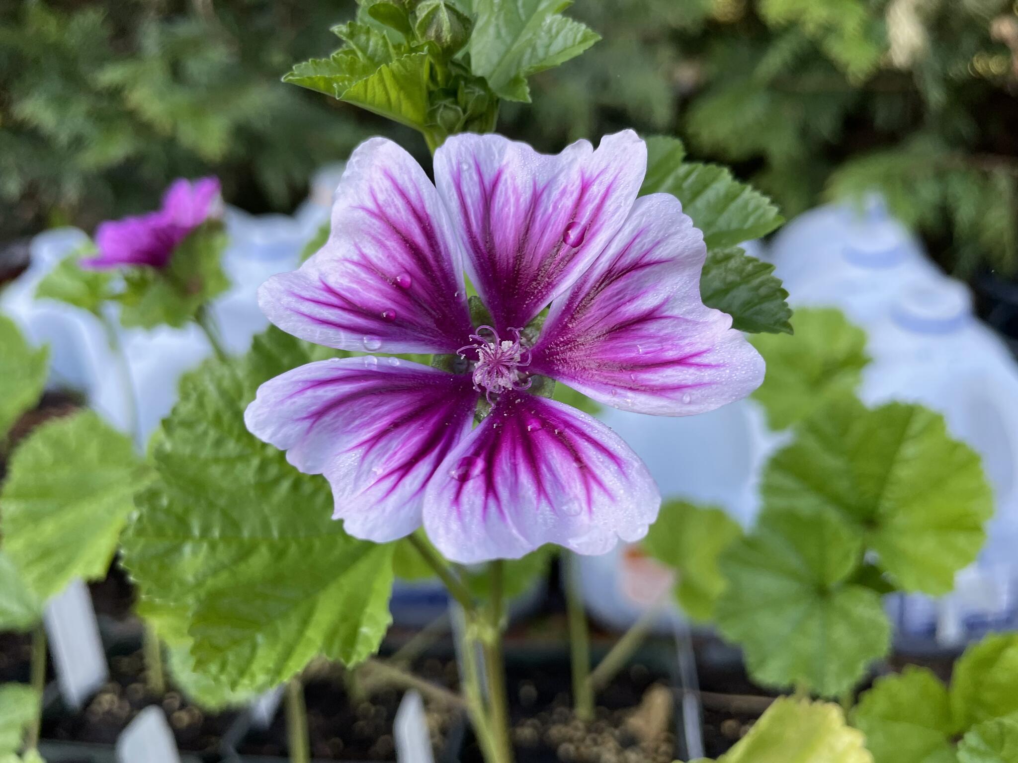 Tim's Backyard Nursery Willis, MI Nextdoor