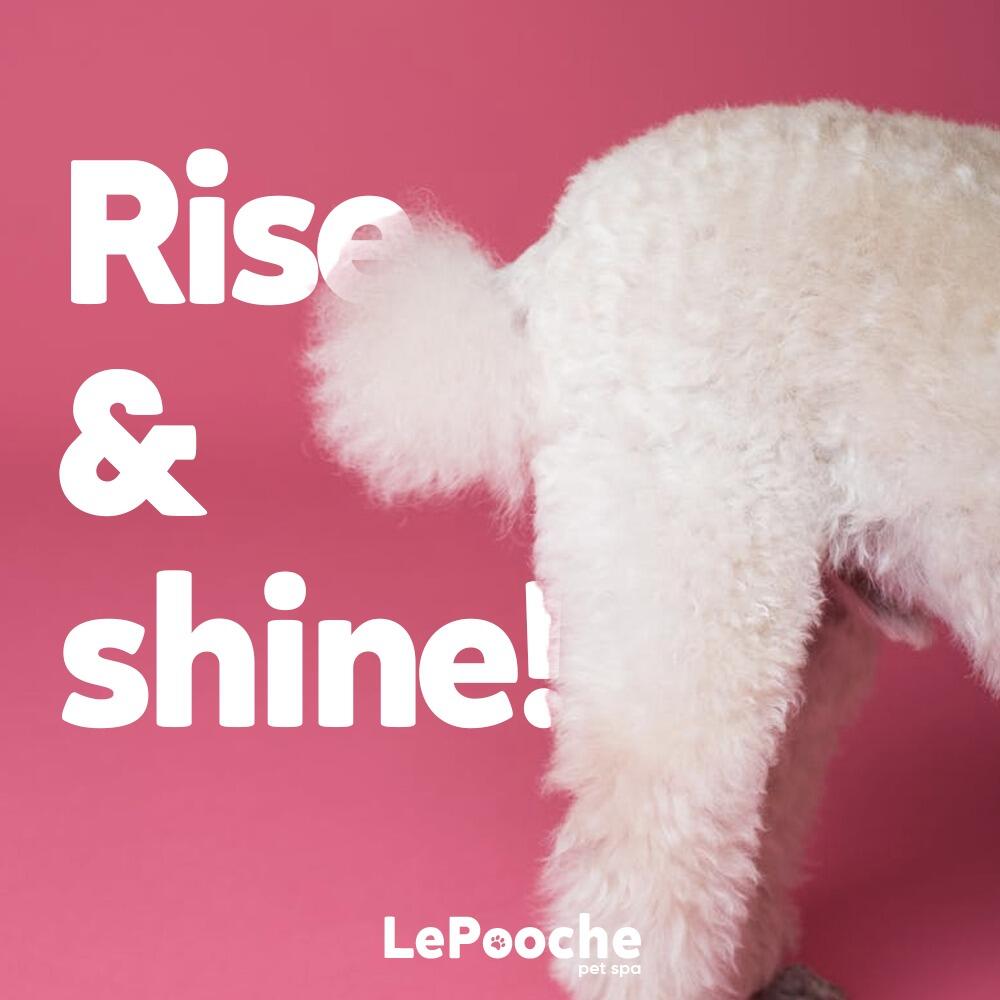 Le Pink Pooch Dog And Cat Grooming Salon LLC: Pamper Perfect!