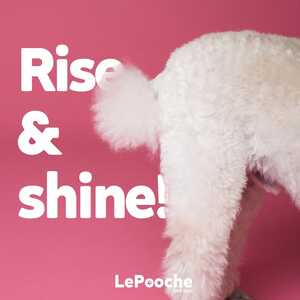 Le Pink Pooch Dog And Cat Grooming Salon LLC: Pamper Perfect!