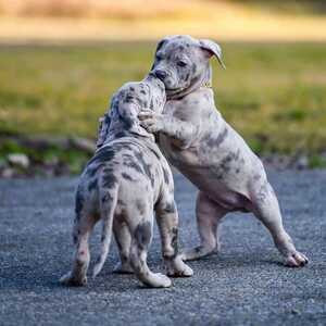 Buy pitbull puppies near me online