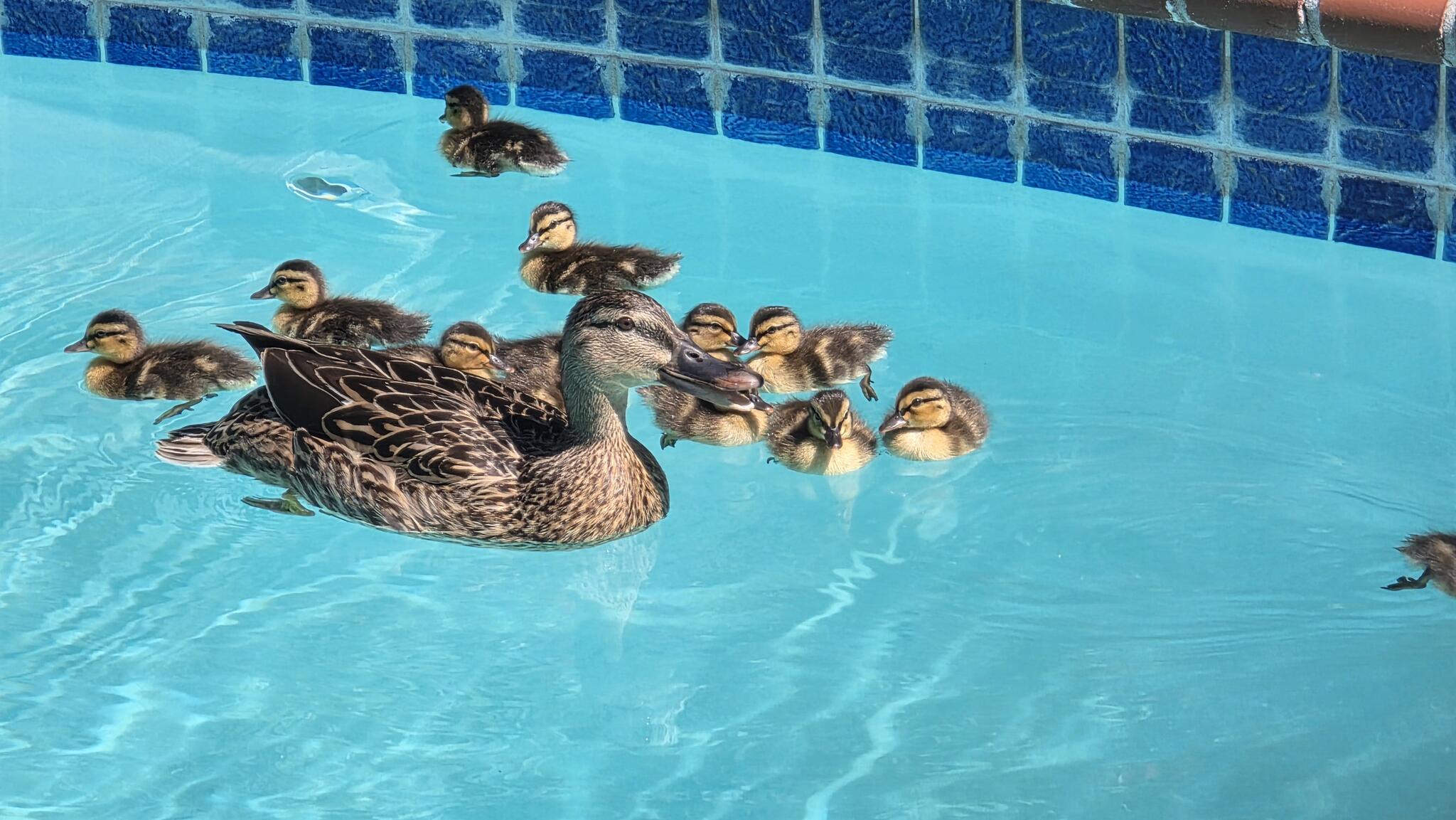 Azure Logic Pools - Nextdoor