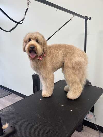 Pawz N Bubbles  Dog Grooming In Tigard Or