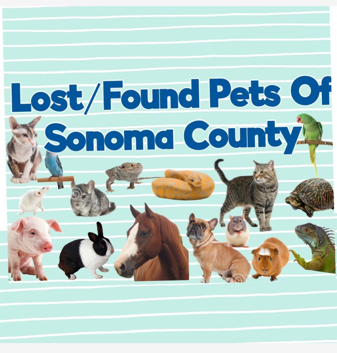 Pet Resources Humane Society Lost And Found Buy Local Lost And
