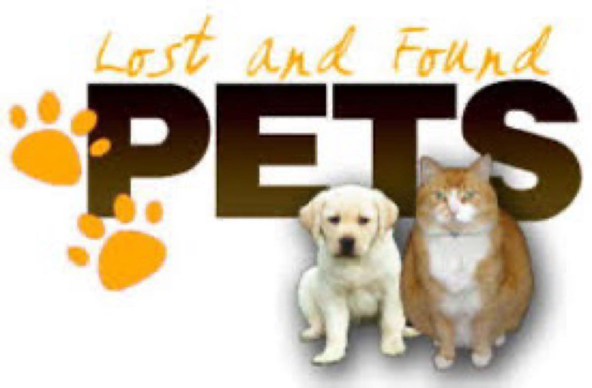 Pawboost Alert Find A Lost Dog Near Me App Pawboost Lost And Found