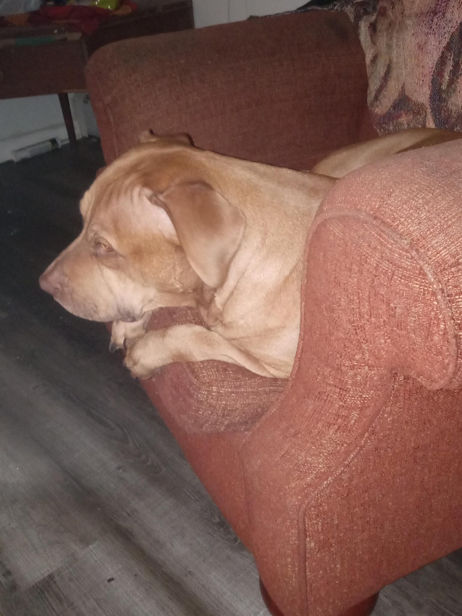 Lansing, MI News, Crime, Lost Pets, Free Stuff