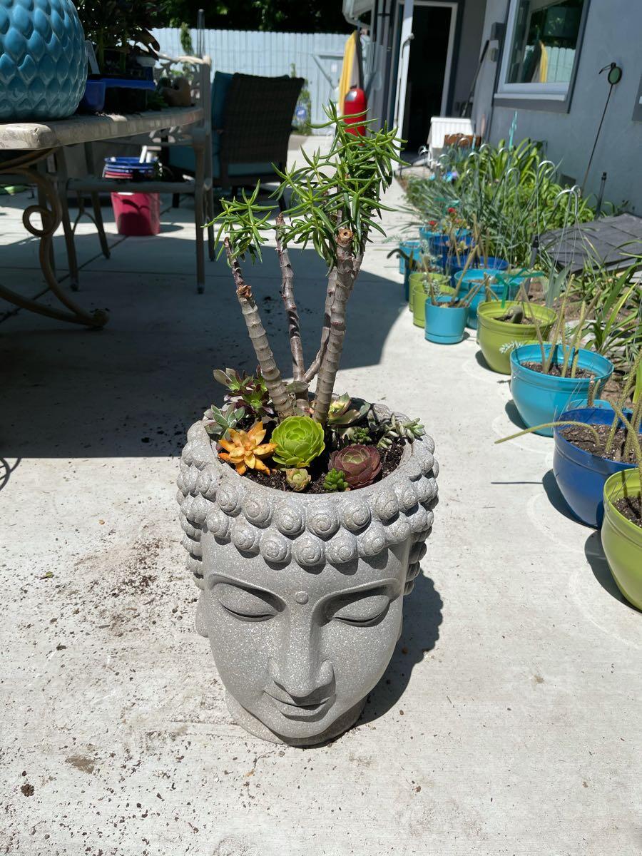 Beverly Glen, Visalia News, Crime, Lost Pets, Free Stuff