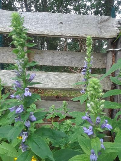 Community Acupuncture On Cape Cod - South Dennis, MA - Nextdoor — Acupuncture clinic in Dennis, MA — photo 8
