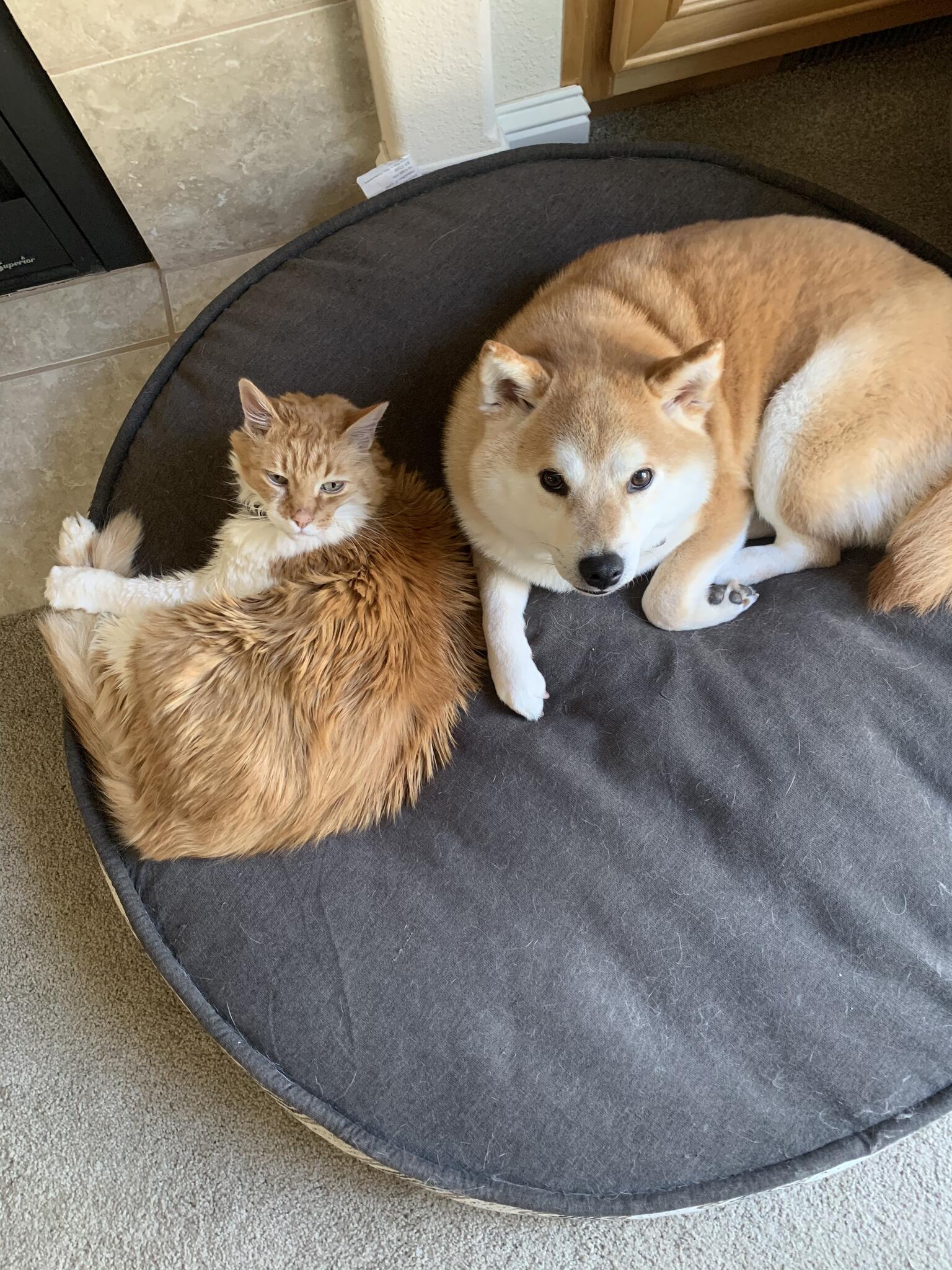 Ginger Cat And Shiba Inu Day Valley, Aptos Everything You Need To Know