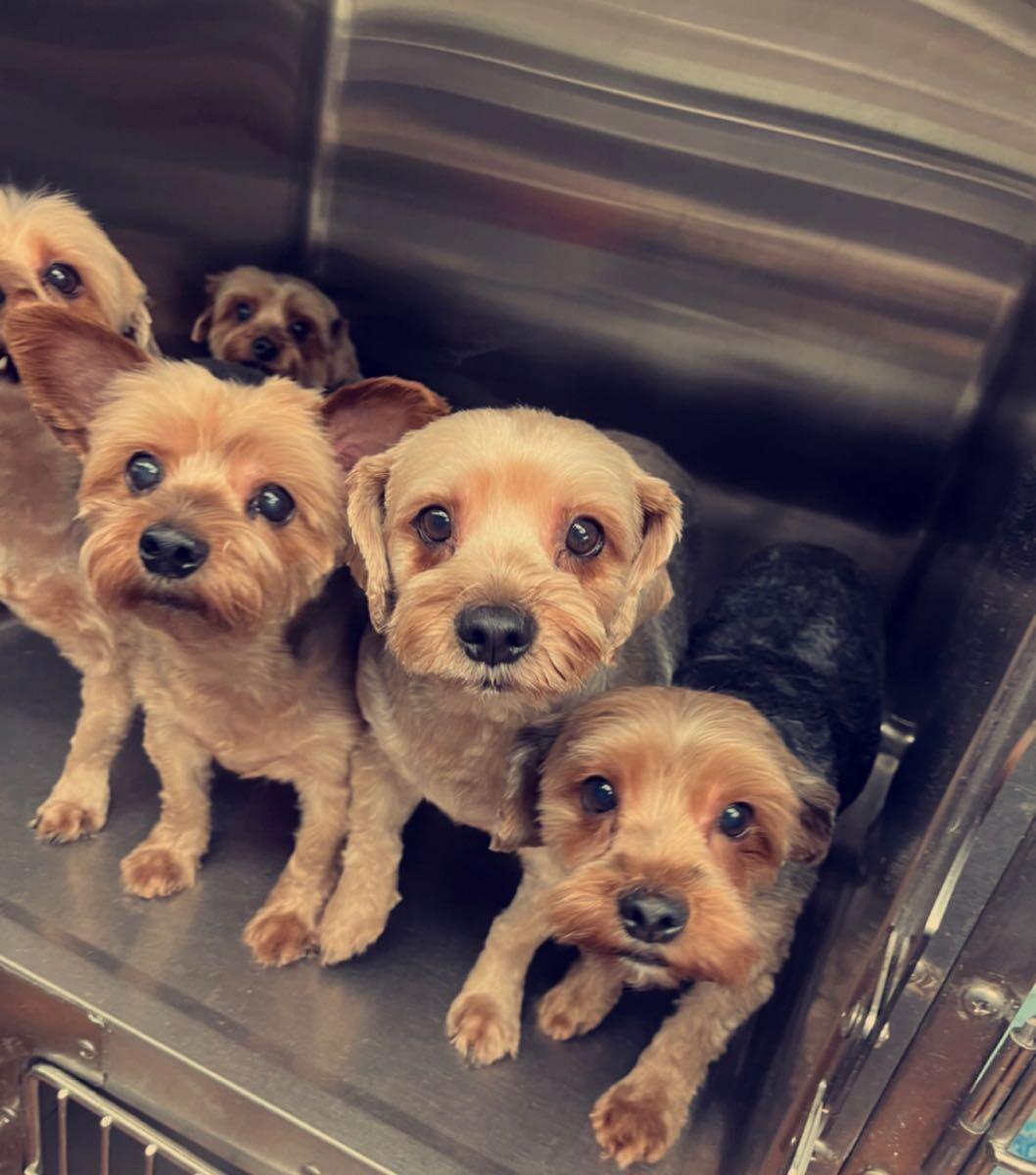 Williford Estates, Memphis News, Crime, Lost Pets, Free Stuff