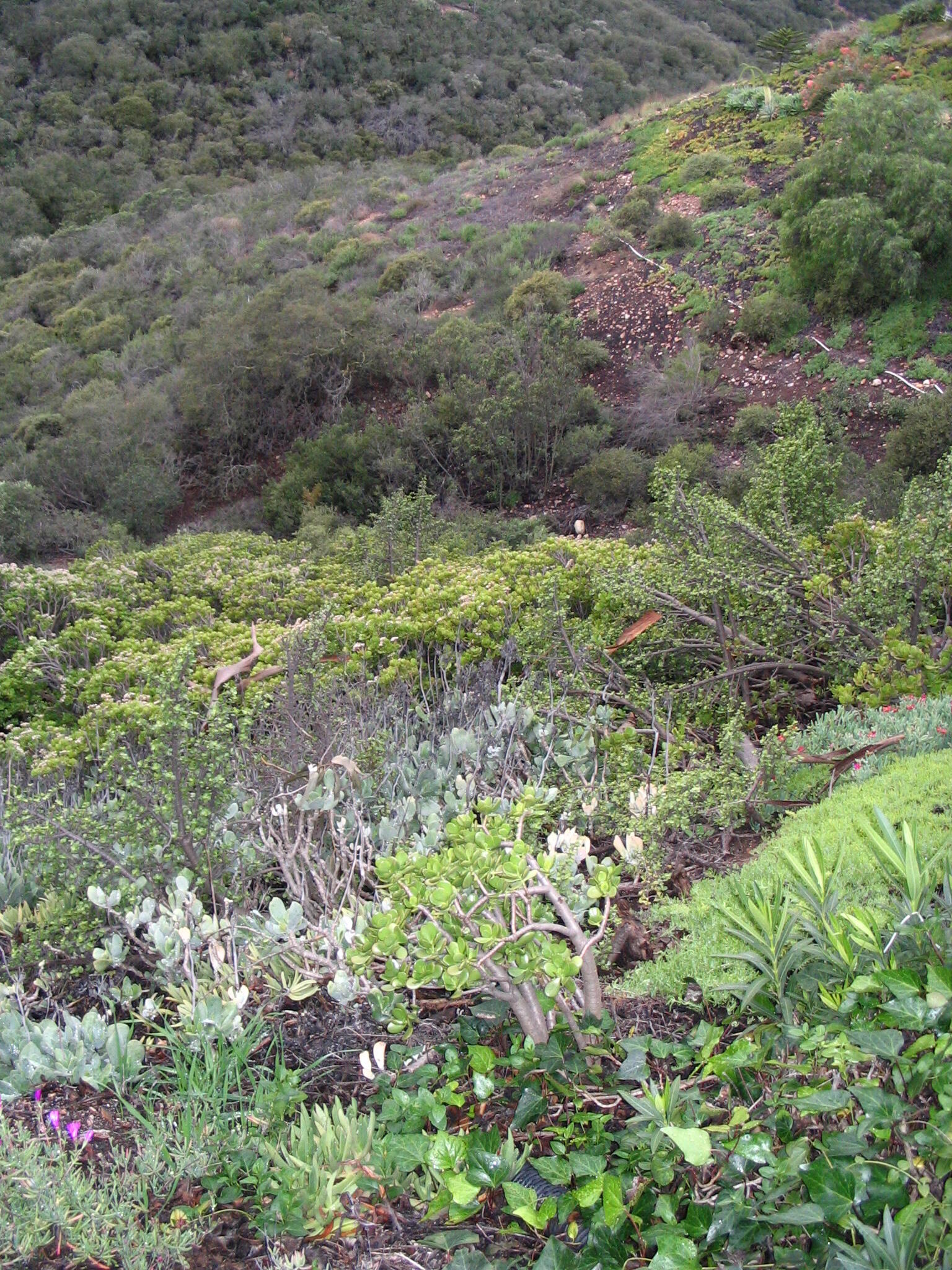 Talmadge, San Diego News, Crime, Lost Pets, Free Stuff