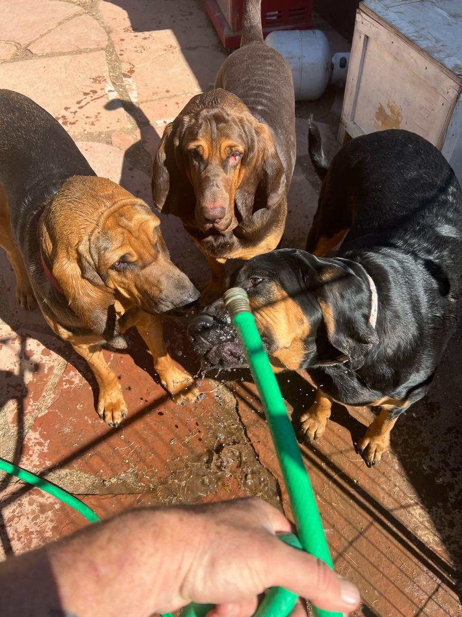 Maricopa County Animal Control Find A Lost Dog With Microchip