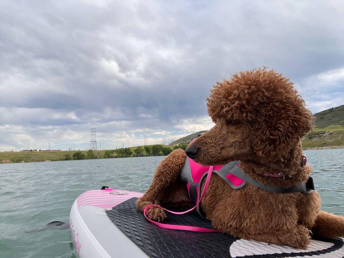 Animal Shelter Standard Poodle Rescue Southwest Southwest Plaza