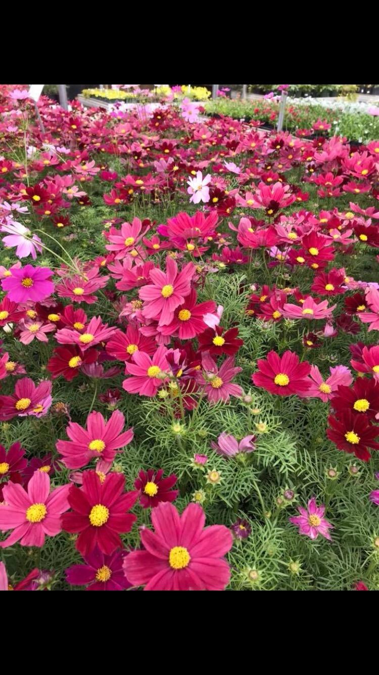 Wilson's Nursery & Garden Center Rock Hill, SC Nextdoor