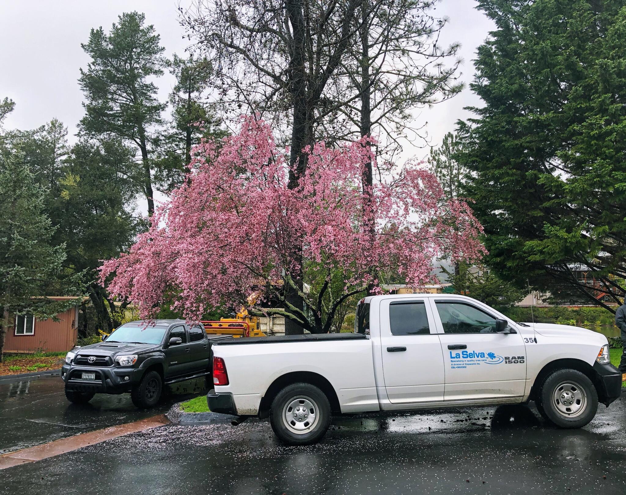 Lewis Tree Service Santa Cruz CA Nextdoor