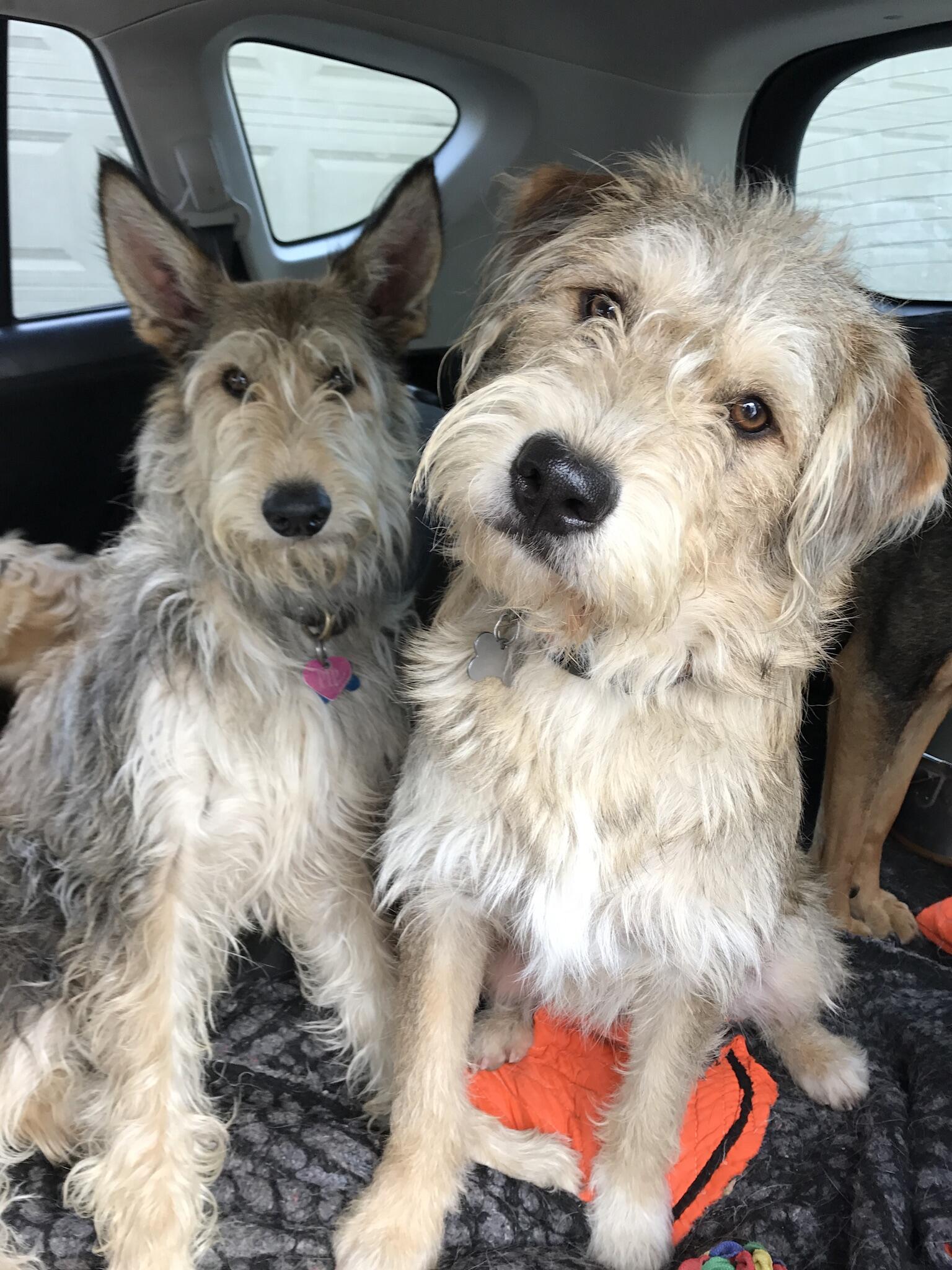 Loveandpuppinessla.com - Nextdoor