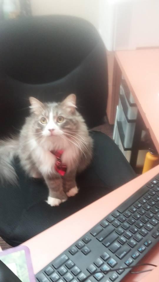 East Lake Animal Clinic Minneapolis, MN Nextdoor