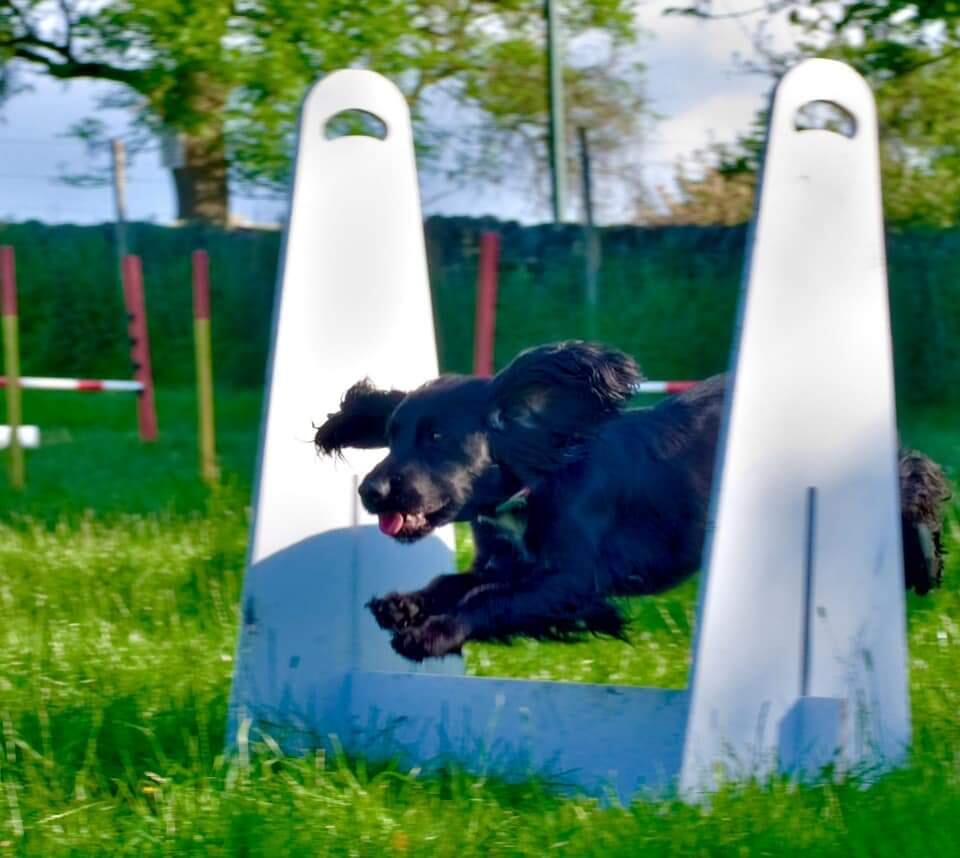 ABC Pet Services Keighley Nextdoor