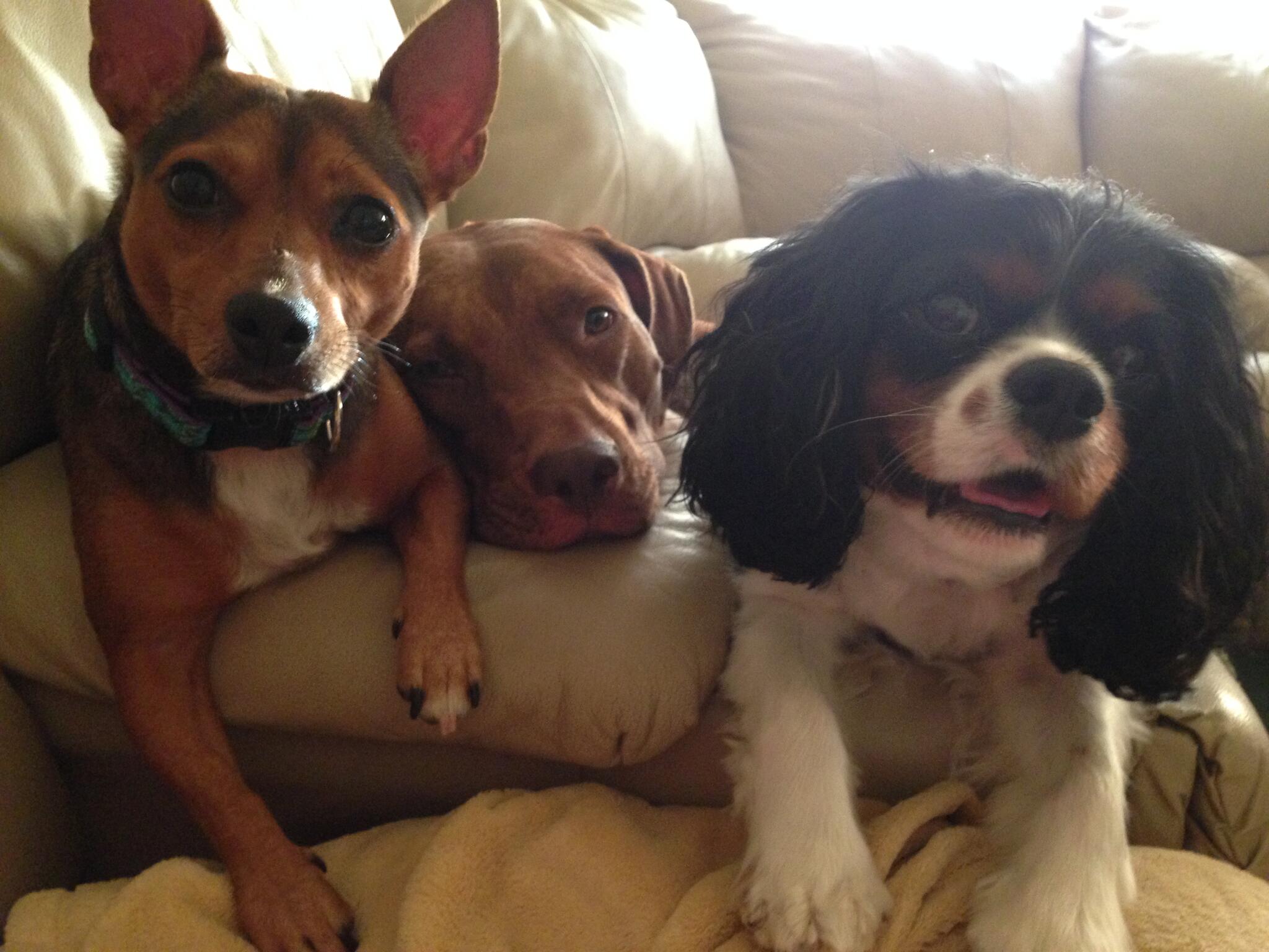 Always At Your Service Concierge, Pet Sitting Nextdoor