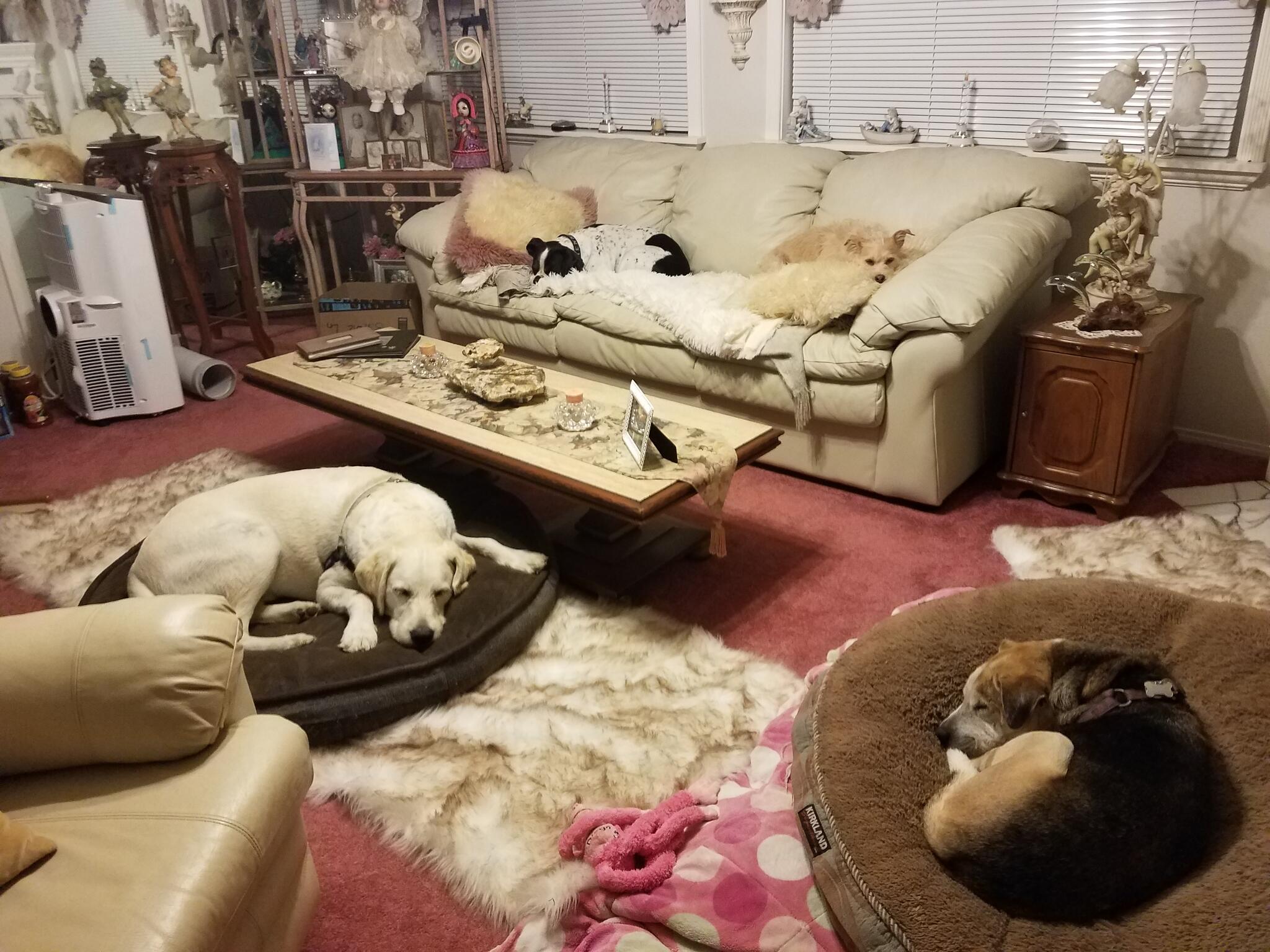 Our Dog House Spring Valley, CA Nextdoor