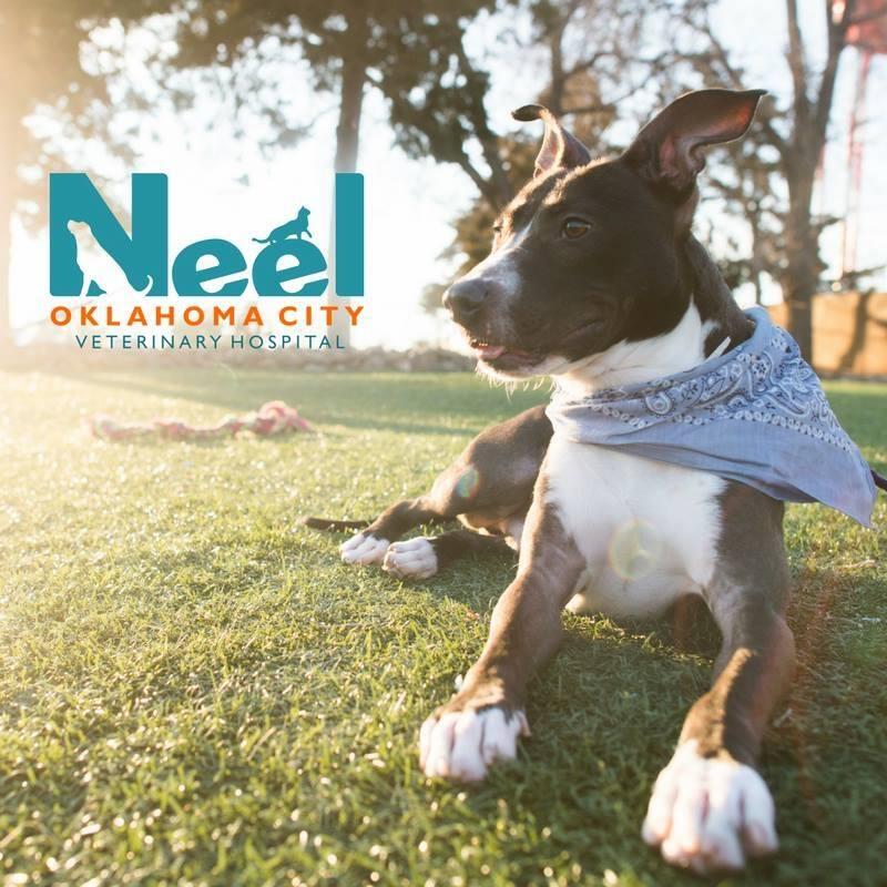 Neel Veterinary Hospital Oklahoma City, OK Nextdoor