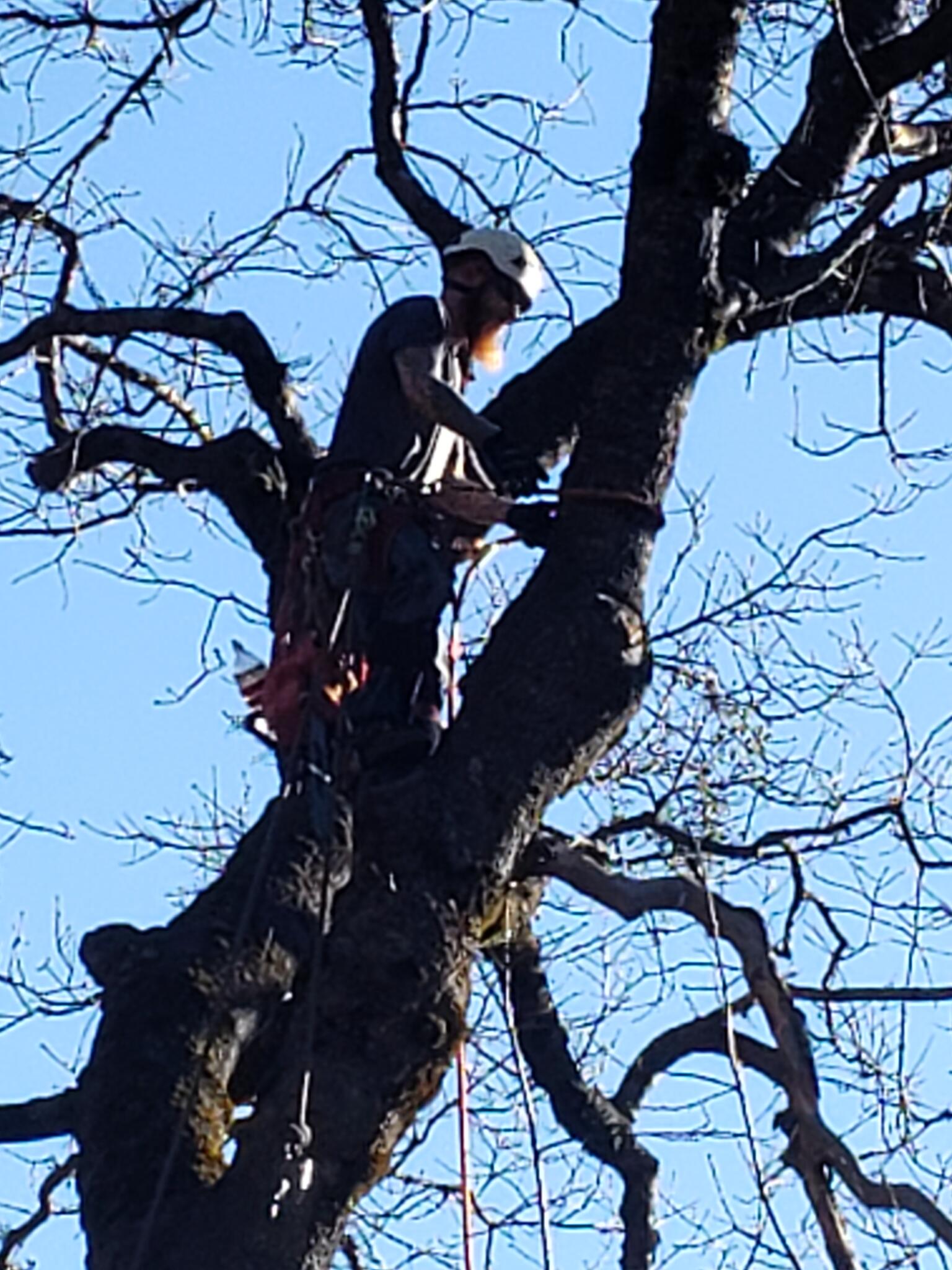 Heland Ware tree care and landscaping - Pollock Pines, CA - Nextdoor