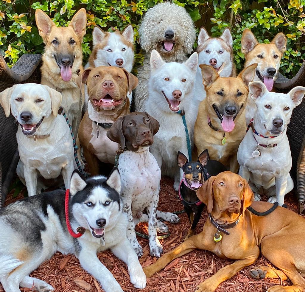 Woof Pack Miami Beach, FL Nextdoor