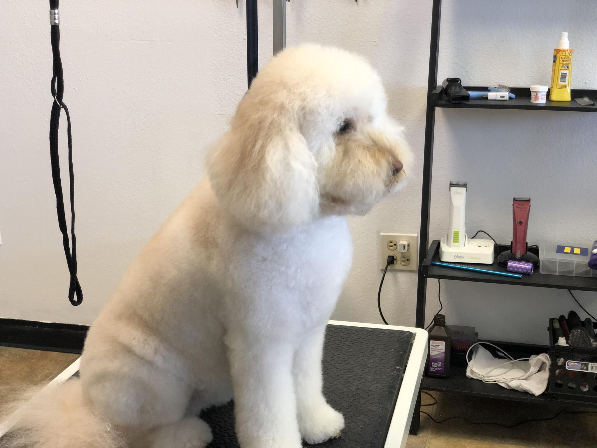 Great Description About Dog Grooming Castle Rock