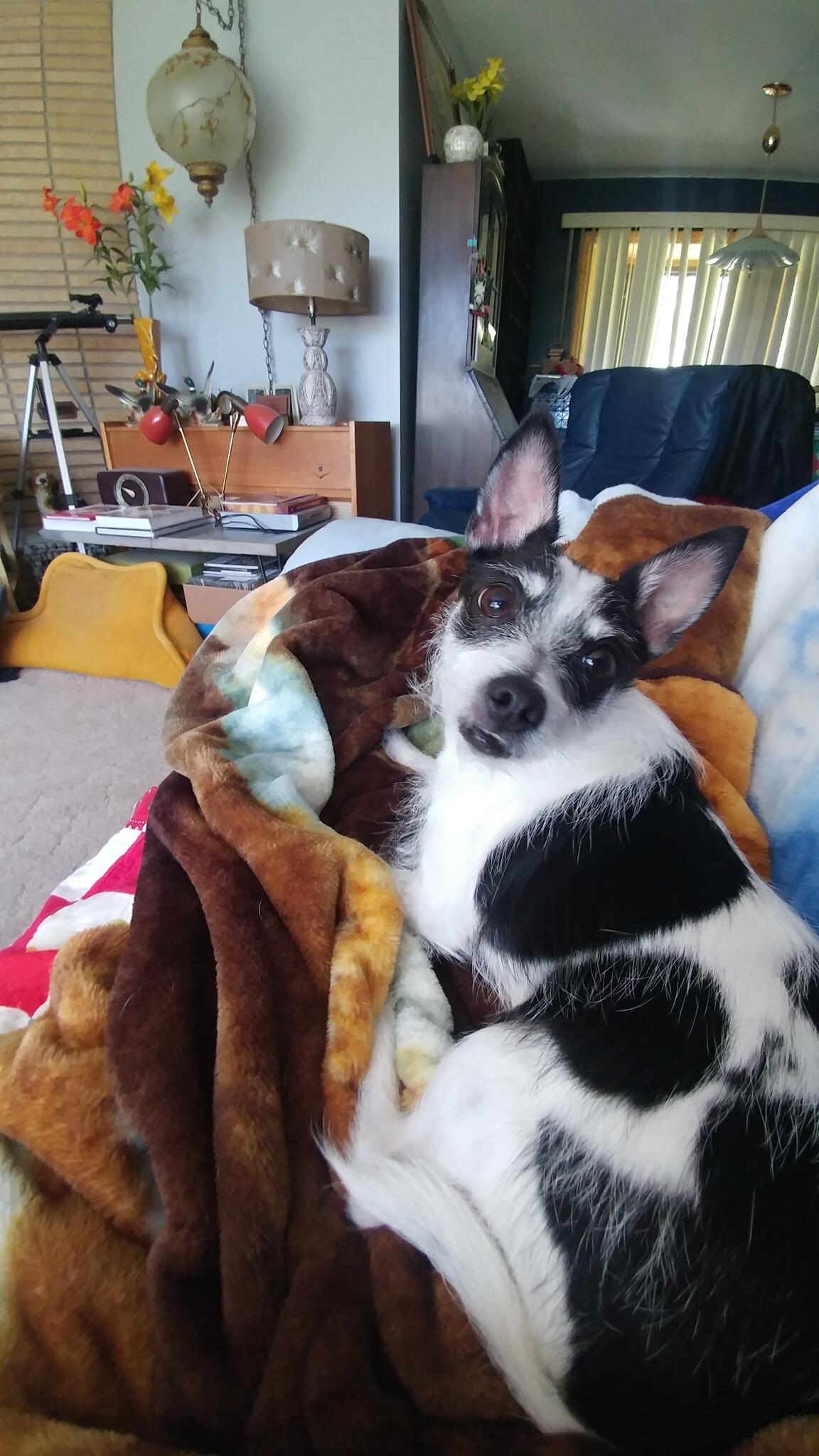 Aprils Pet Sitting Llc Rochester Hills, MI Nextdoor