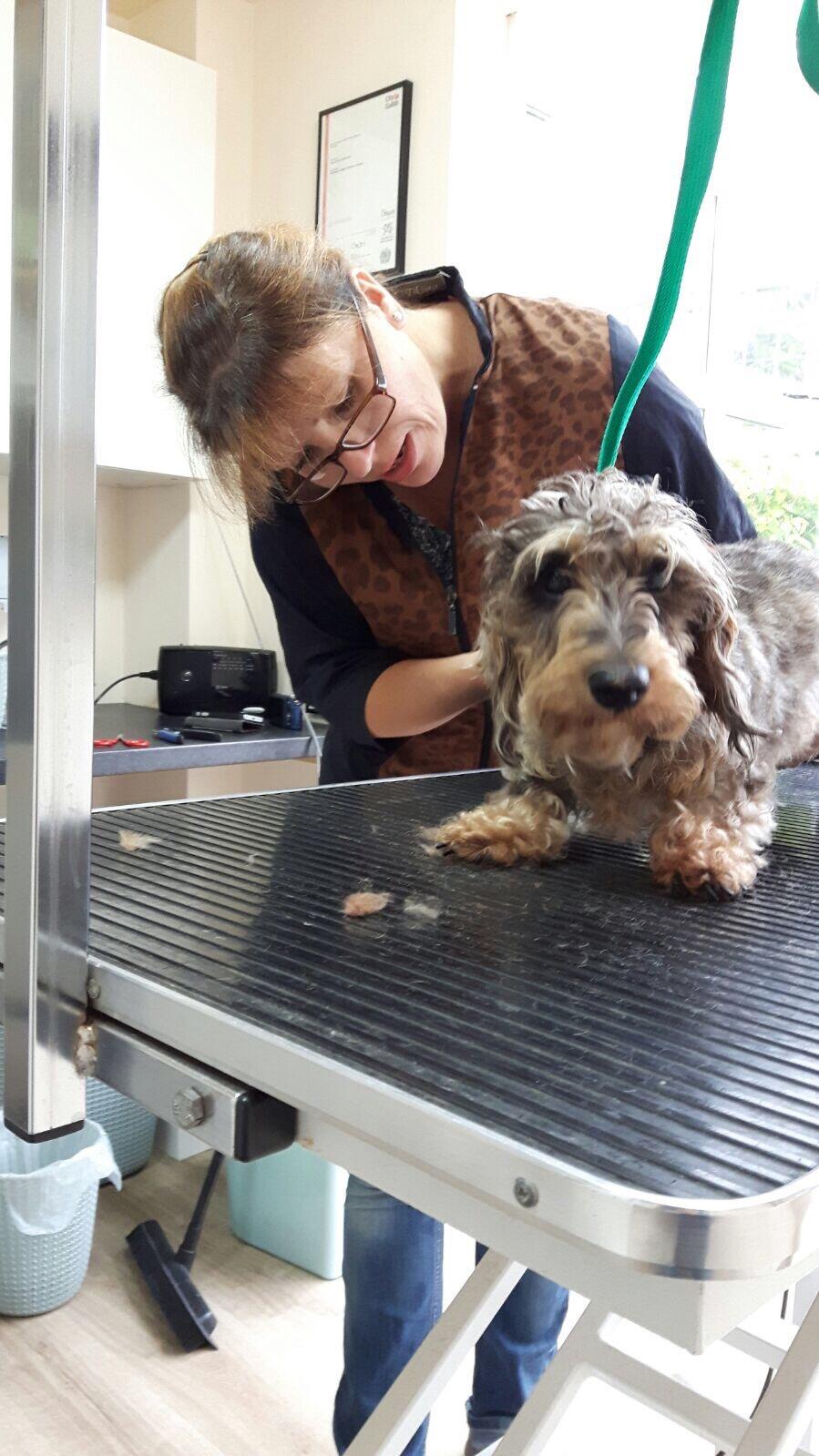 Poochy Dog Grooming Havant, England Nextdoor