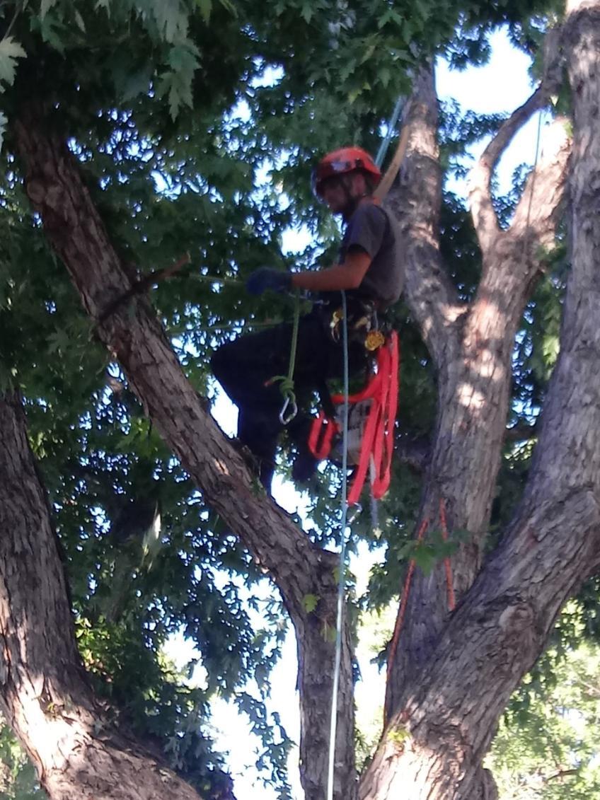 The Sharpest Saw tree service 10 Lakewood, CO