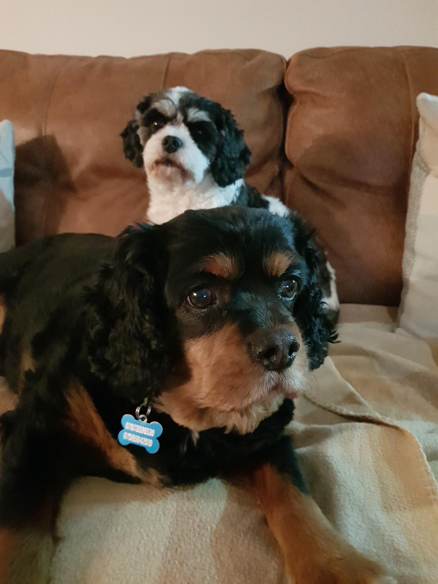 Jo's Doggy Hotel and Dog walking Services Halesowen Nextdoor