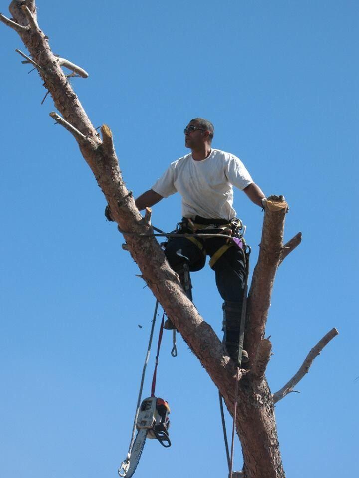 Eric's Tree Service - Phoenix, AZ - Nextdoor