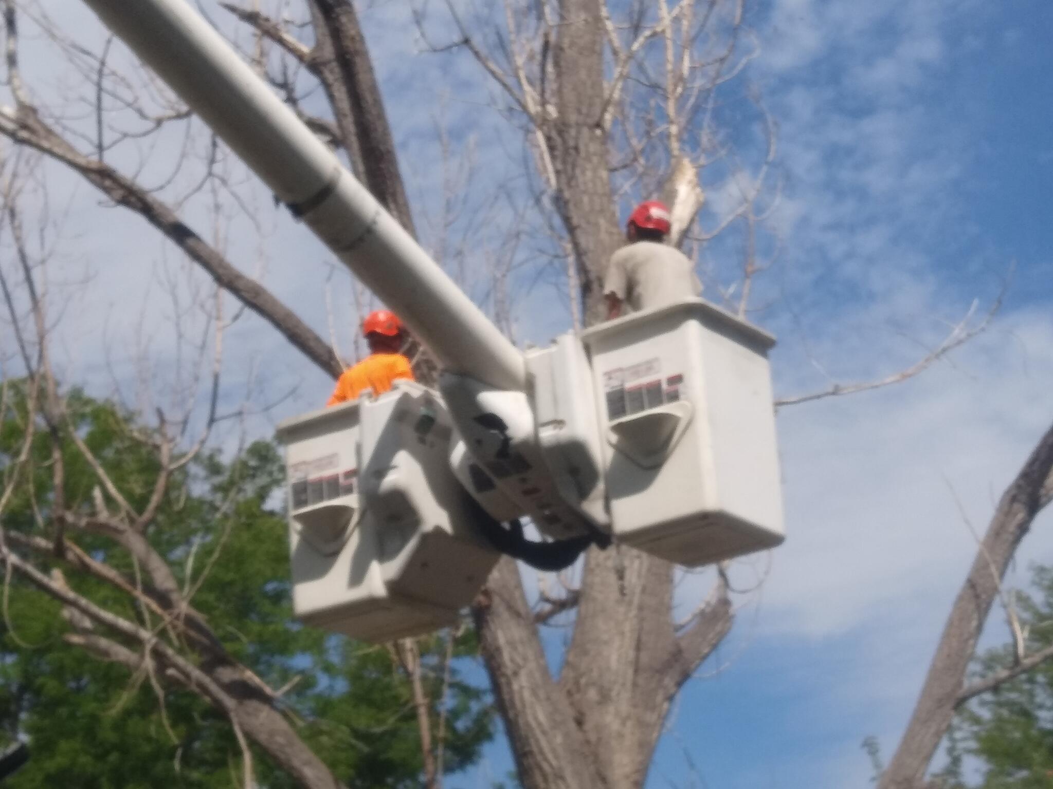 The Sharpest Saw Tree Service Llc Nextdoor