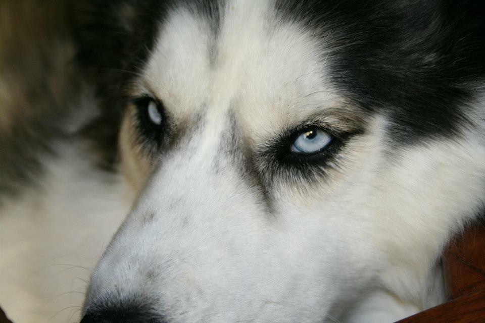 Bark N Clips Castle Rock, CO Nextdoor