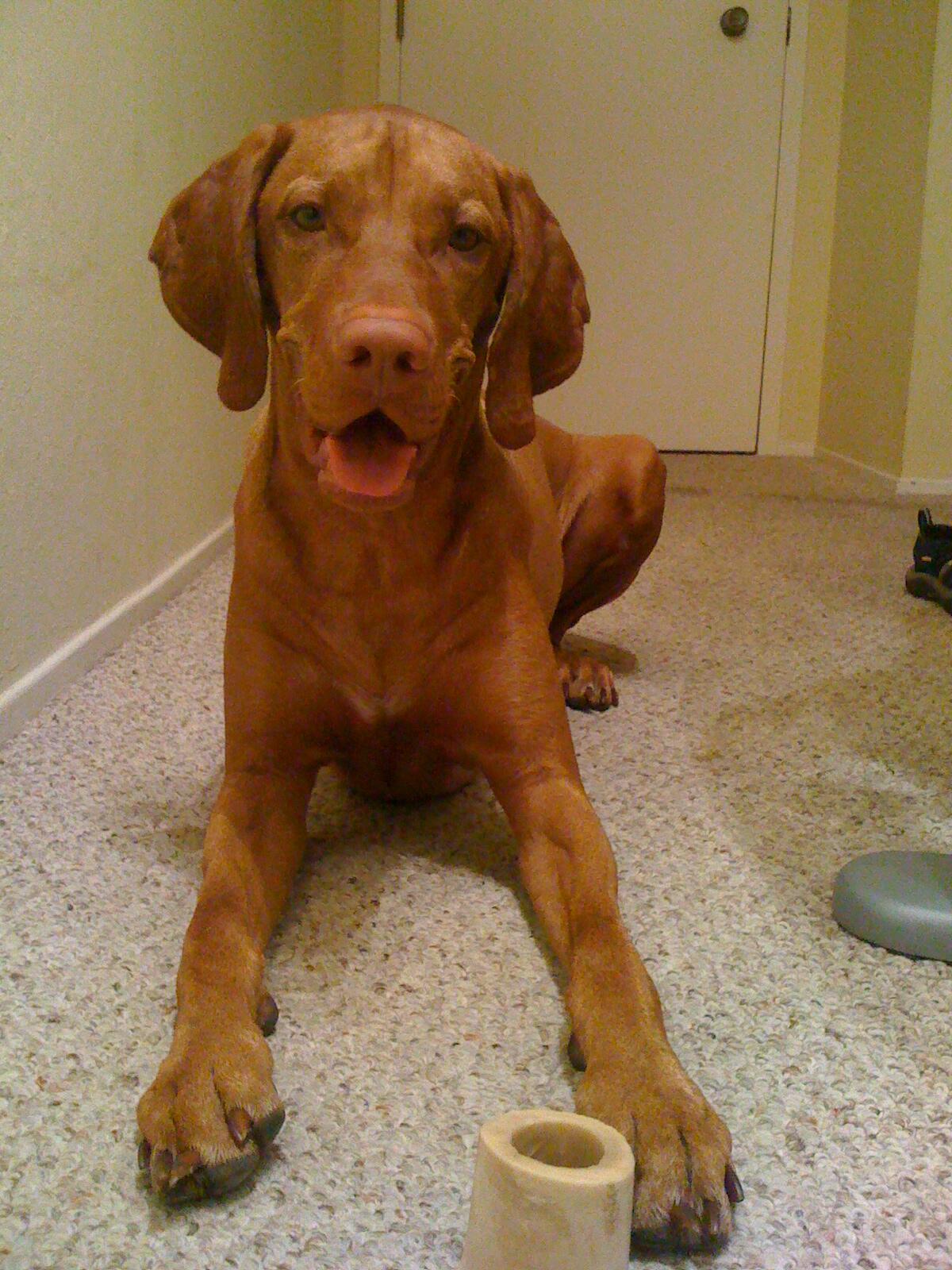 Doggy Woggy & Kitty Mitty Pet + House Sitting - Nextdoor