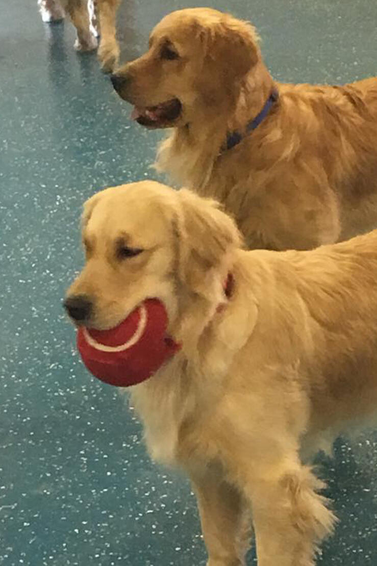 Bear Creek Pet Resort Lakewood, CO Nextdoor