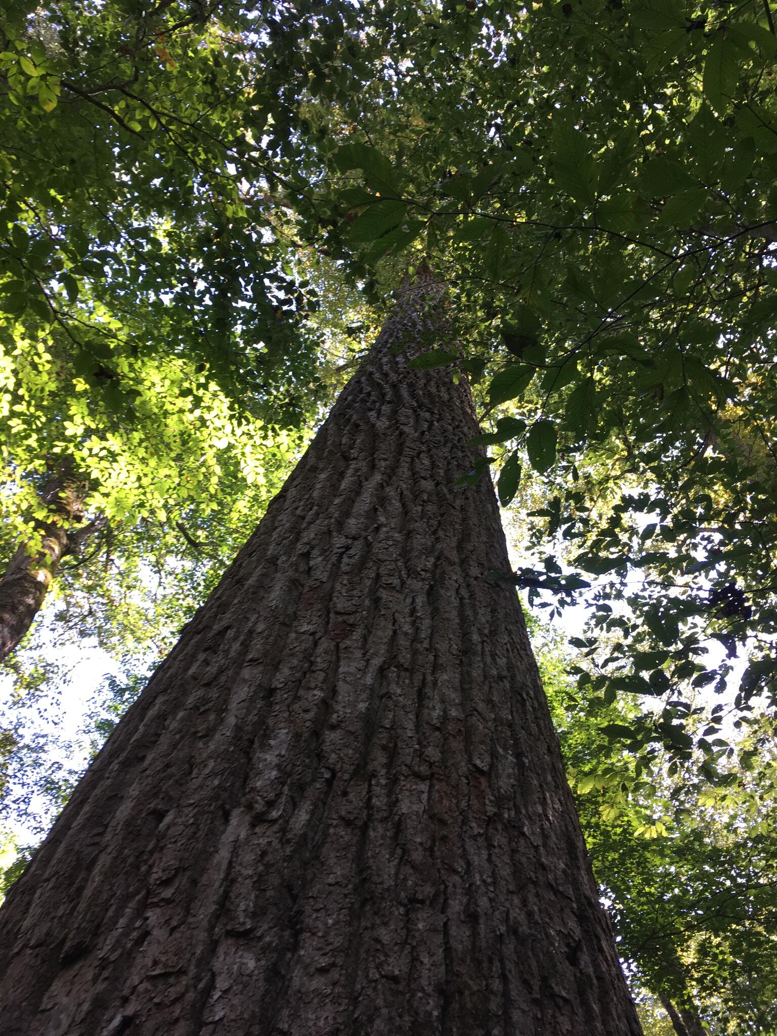 Appleseed Tree Service, Inc. Atlanta, GA Nextdoor