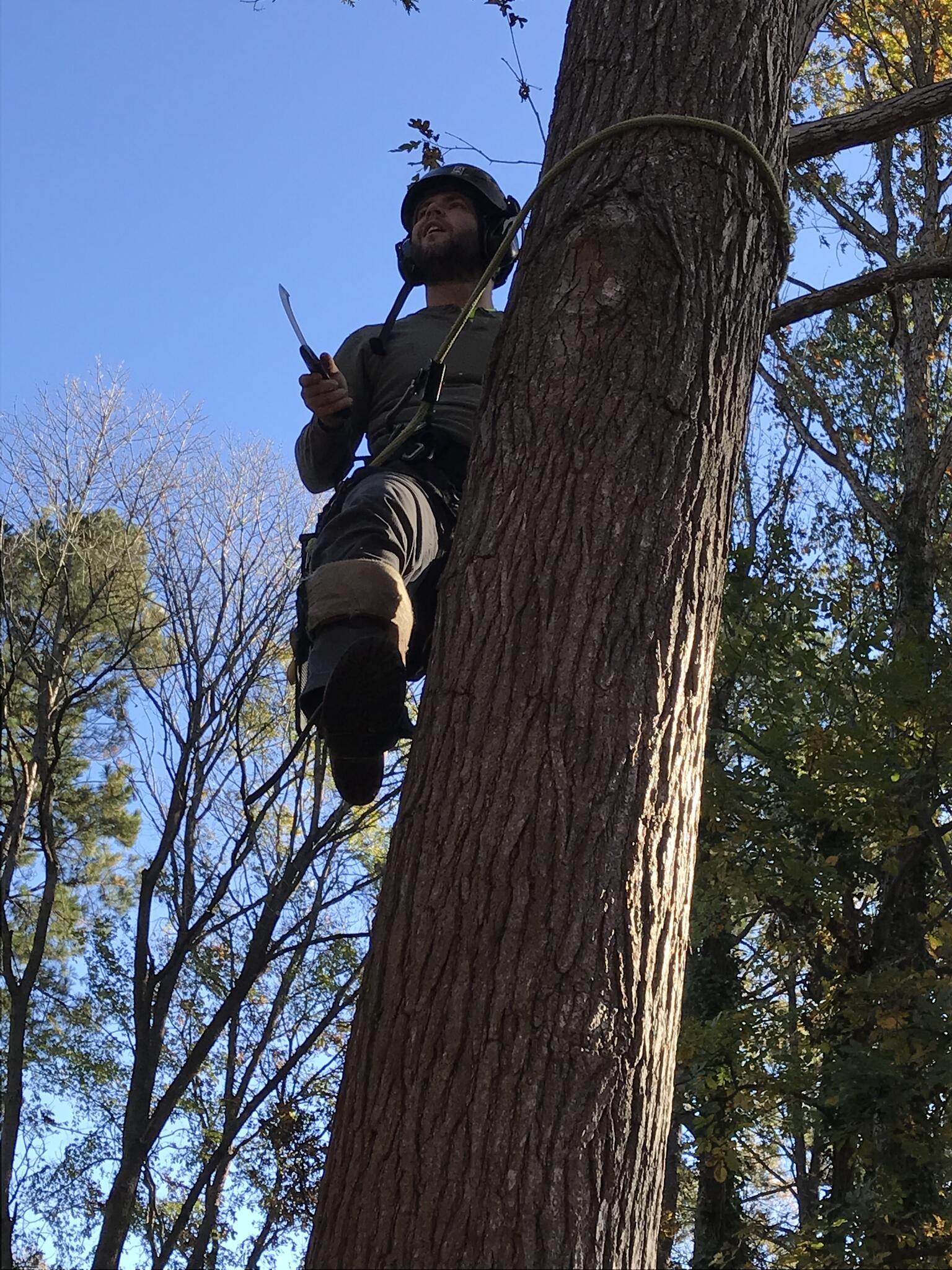 The Tree Guy LLC - Nextdoor