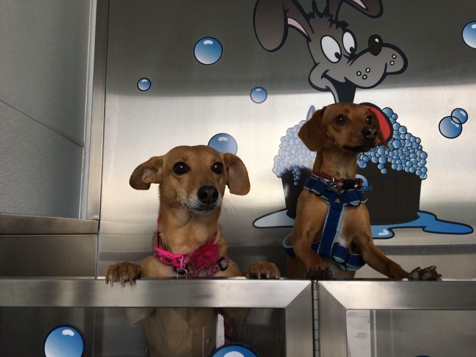 Riptide Car & Pet Wash Longmont, CO Nextdoor