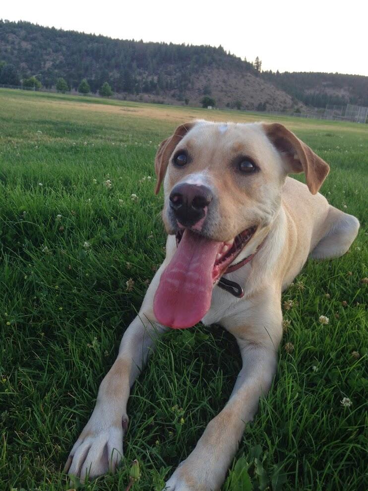 Vineyard Pet Services Sacramento, CA Nextdoor