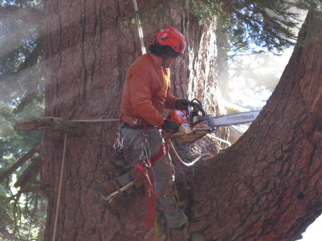 Lewis Tree Service Santa Cruz CA Nextdoor