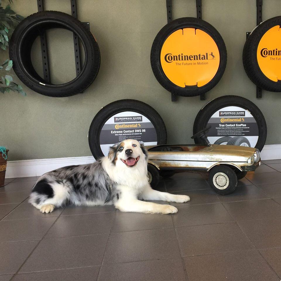 European Cars of Williamsburg Williamsburg, VA Nextdoor