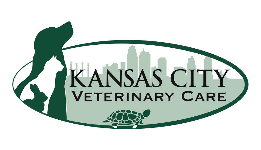 City vet hot sale care