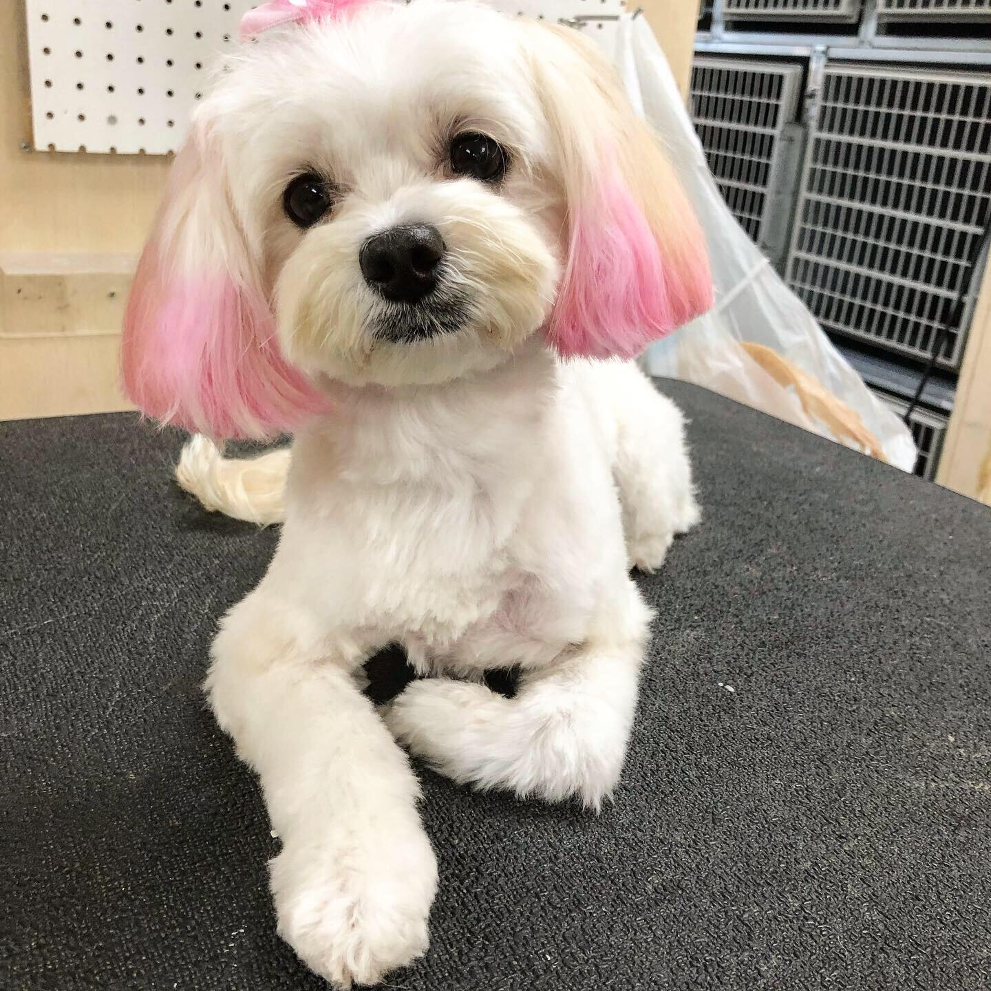 Pet Spot Grooming of Boynton Beach Boynton Beach, FL Nextdoor