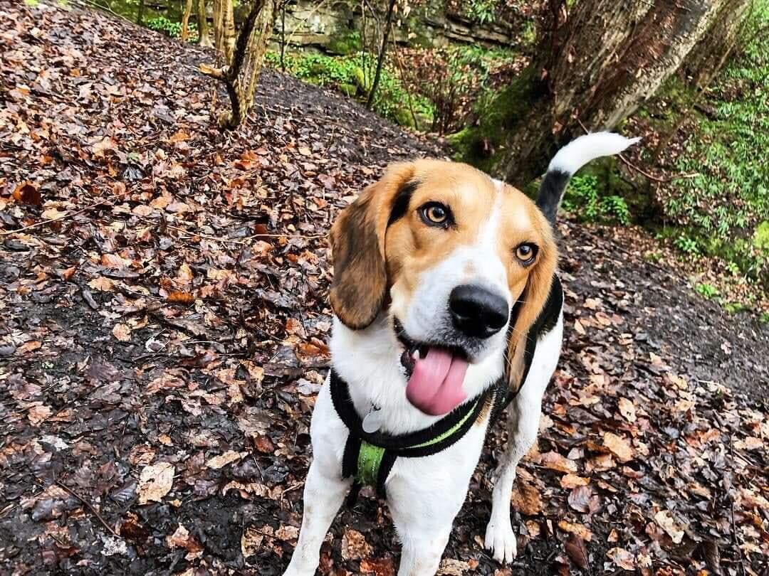 Muttly crew Dog walking Newcastle upon Tyne, England Nextdoor