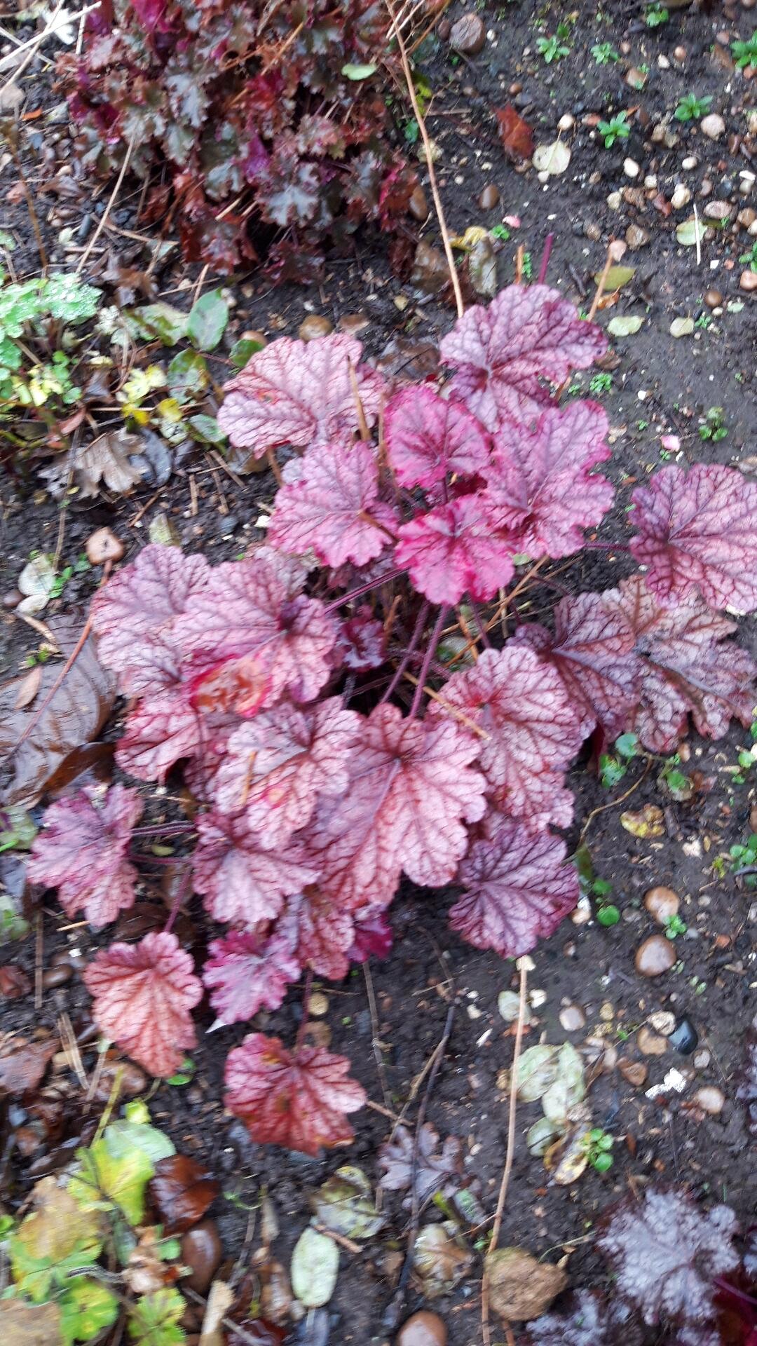 J's Garden Maintenance Birmingham, England Nextdoor