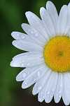 Daisy EcoClean™ - (239)272-2811 Rating: ♥♥♥♥♥