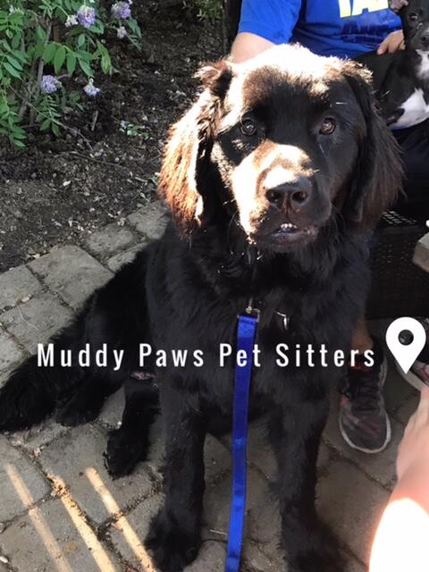 Muddy Paws Dog Resort