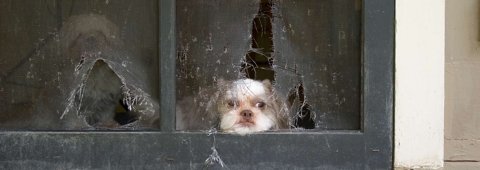 Screens By Scott Salisbury, MD Nextdoor